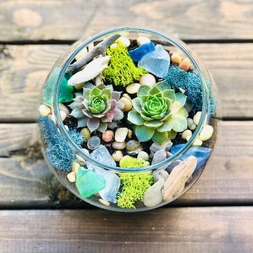 Sea Glass and Driftwood Succulent Terrarium Kit