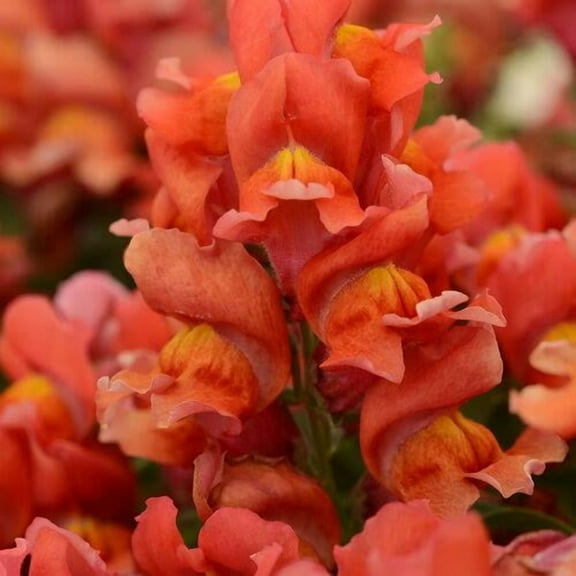 200 Orange Snapdragon Seeds Flower Perennial Flowers Seed US SELLER 1313