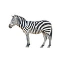 thumbnail image 2 of Zebra Wall Mural Decal by Wallmonkeys Vinyl Peel and Stick Graphic (48 in W x 34 in H), 2 of 4