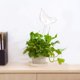 thumbnail image 3 of Bulbos de riego de plantas, dispositivo de riego automático de flores, goteros de agua de plantas de vidrio transparente, regadera de jardín para plantas de interior y exterior., 3 of 5