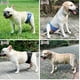 thumbnail image 4 of Pañal impermeable para mascotas, 3 uds., lavable, para perro macho, 4 of 8
