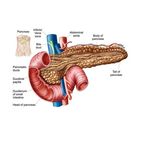Anatomy of pancreas Poster Print