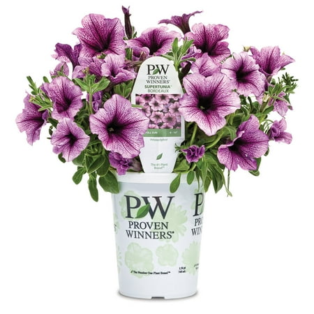 Proven Winners 1.56PT Petunia Sprtna Bordeaux