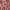 Pink Leopard, Ash Rose, Pink Mini Stripe, variant on Kindly Yours Women's Seamless Hipster Underwear 3-Pack, Sizes XS to XXXL
