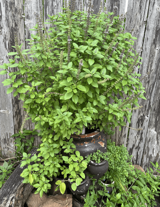 2 Live Blue African Basil Plants, 4–6 Inch Tall Fragrant Herb Starters, Fast-Growing Well-Rooted Plants for Indoor & Outdoor Gardens