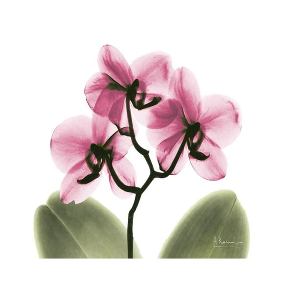 Art.com Pink Orchid Art Print by Albert Koetsier, 16" x 16"