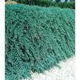 thumbnail image 2 of Blue Rug Juniper Qty 10 Live 2" Plants Evergreen Groundcover, 2 of 9