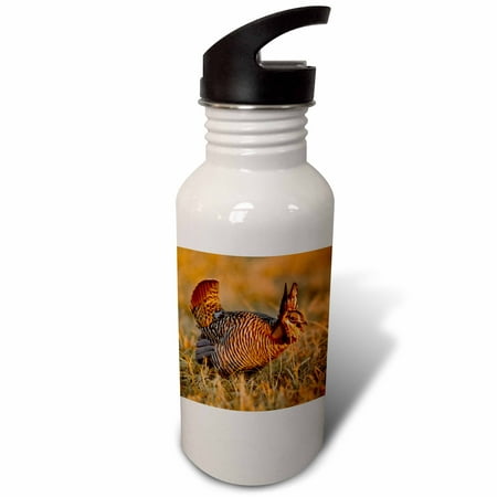 

Prairie chicken bird Lek Loup County Nebraska USA - US28 CHA0151 - Chuck Haney 21 oz Sports Water Bottle wb-144969-1