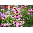 thumbnail image 4 of Echinacea Purple Coneflower Flower Seeds, 750 Seeds Per Packet, 4 of 7