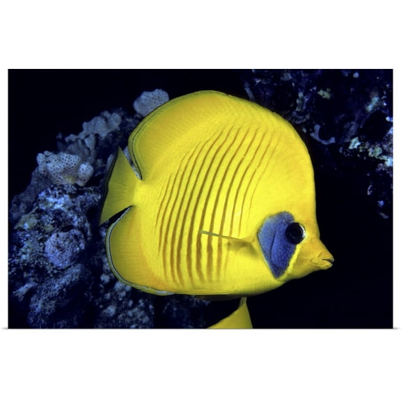 Great BIG Canvas | "The Red Sea, Blue Cheeked Butterflyfish (Chaetodon Semilarvatus)" Art Print - 30x20