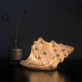thumbnail image 1 of Portable Conch Shell Beach Themed Night Light for Kids Adults Bedroom Nightstand Lamp Nautical Lighting Battery Operated, Warm White, 1 of 5
