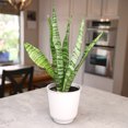 thumbnail image 6 of Zeylanica Snake Plant, Clean Air Houseplant | 4.25 in Decor Pot; Full Sun | Element by Altman Plants, 6 of 9