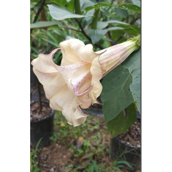 10 Box of Chocolate Angel Trumpet Seeds