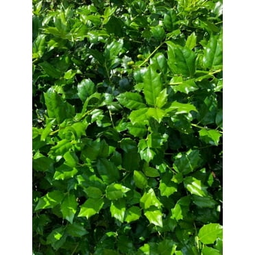 China Girl Holly Live Plant 12-18" in Height in a #3 Container