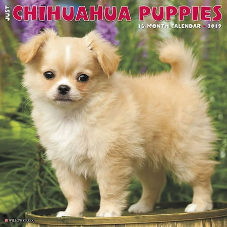 Puppies Wall Calendar - Willow Creek Press 2019 Just Chihuahua Puppies Wall Calendar