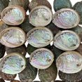 thumbnail image 2 of NessaStores 50 Abalone Shells 2.5 to 3.5 Inches | Beautiful All Natural Smudge Bowl - Perfect for Smudge Sticks, Incense Sticks and a Sage Smudge Kit. JC-020, 2 of 6