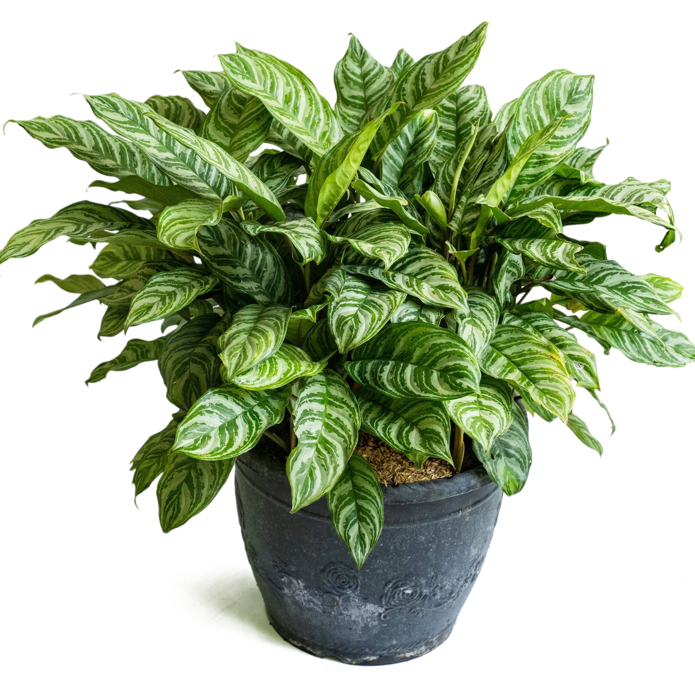 6 in. Aglaonema Maria Emerald Beauty Plant in Grower Container