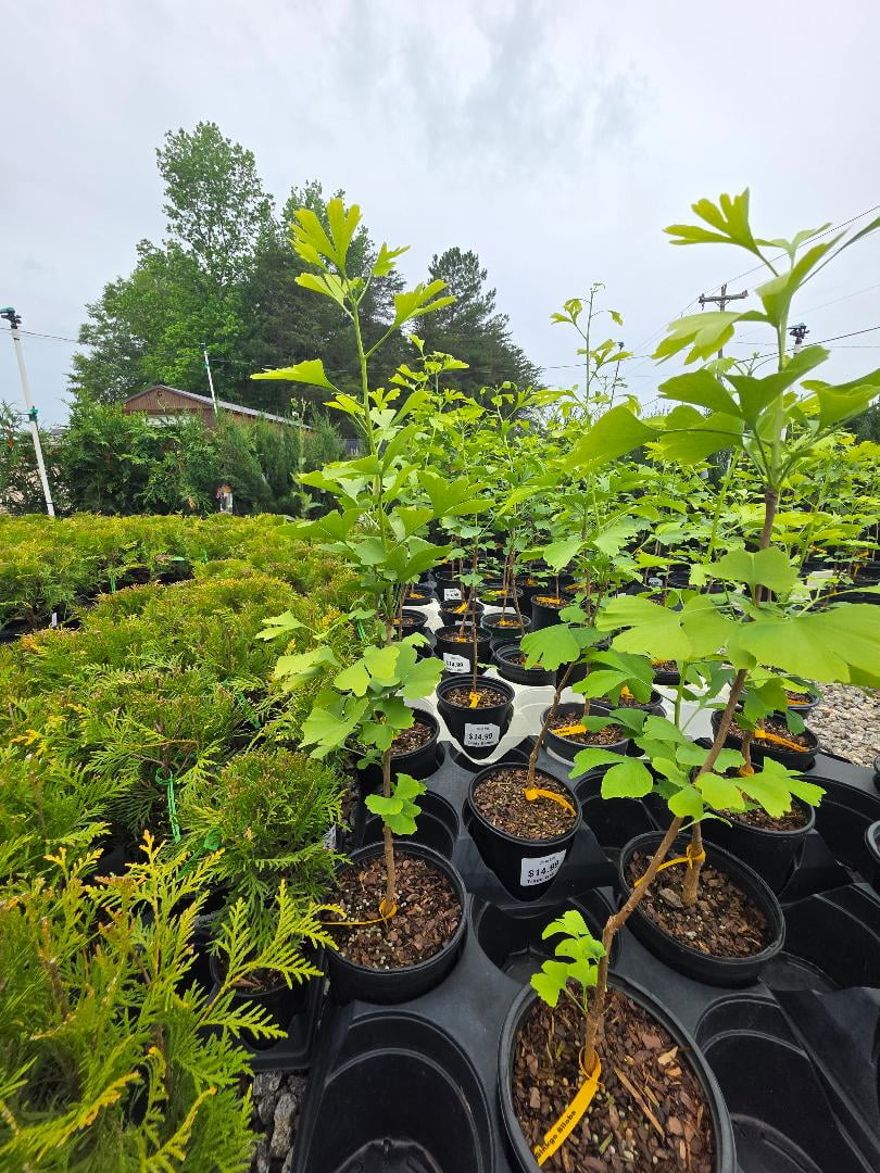 Ginkgo Biloba Tree ( Maidenhair ) - Live Plant - ( 2.5 QT )