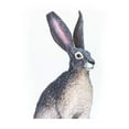 thumbnail image 6 of Safari Ltd. American Desert Hare Figurine - Lifelike 3" Model Figure - Educational Toy for Boys, Girls, and Kids Ages 3+, 6 of 7