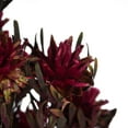 thumbnail image 3 of Vickerman 8-20" Merlot Plumosum, Female 8 flower heads per bundle, Preserved, 3 of 6