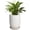 White, variant on Ordivic 8 inch White Ceramic Planter with Drainage Hole – Round Cylinder Flower Pot for Indoor & Balcony Houseplants, Minimalist Home Decor