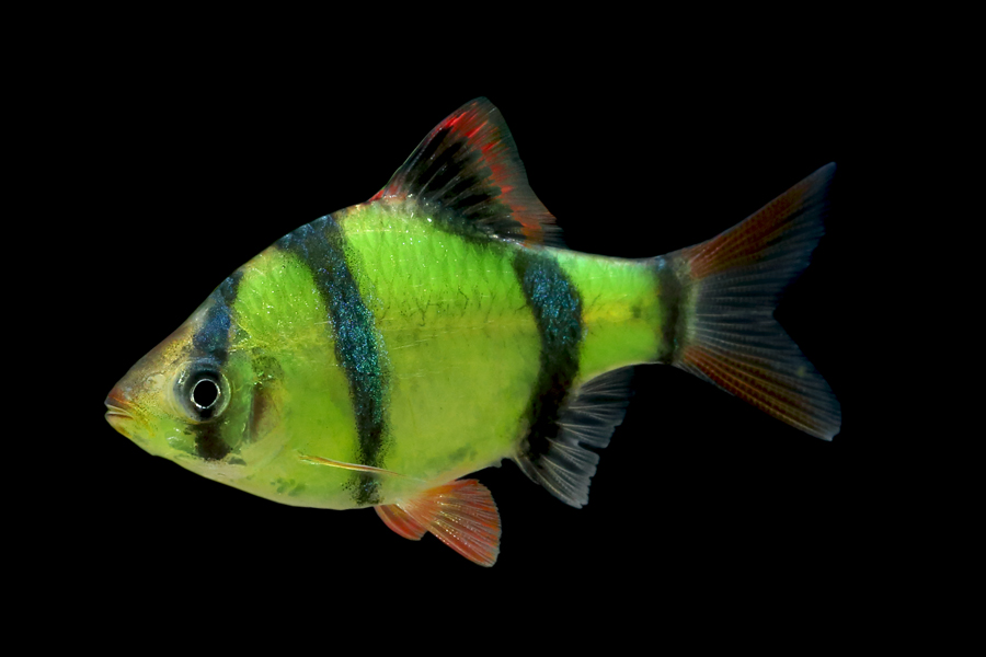 Assorted Glofish Barb