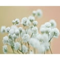 thumbnail image 3 of McLoughlin, James 18x15 Black Modern Framed Museum Art Print Titled - Babys Breath Study II, 3 of 5