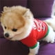 thumbnail image 3 of Camiseta Navideña para perros Xihbxyly Tricolor Verde Disfraz, 3 of 7