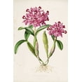 thumbnail image 2 of Withers, Augusta 17x24 Gold Ornate Wood Framed with Double Matting Museum Art Print Titled - Orchid, Catleya Skinneri, 2 of 4