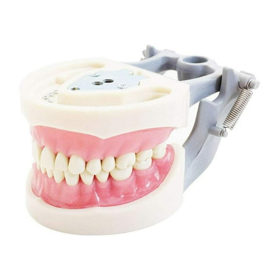 Typodont Teeth Model-Dental Assistant Accessories,Standard Study Teaching Dental Mode with All Removable Teeth,Dental Hygiene Student Must Haves