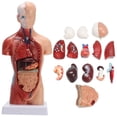 thumbnail image 1 of 11" Desktop Human Torso Anatomy Model including 15-Part Removable Education Organs for Teaching, 1 of 5