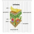 thumbnail image 3 of Ambesonne Science Shower Curtain, Leaf Names Theme, 69"Wx84"L, Multicolor, 3 of 3