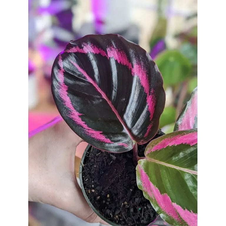 pothos plant sale Pothos 'Global Green' – Holly Days Nursery main image 0
