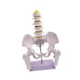 thumbnail image 1 of Yinanstore Female Pelvis Model Learning Display Medical Teaching Skeleton Medical Model Style B, 1 of 8