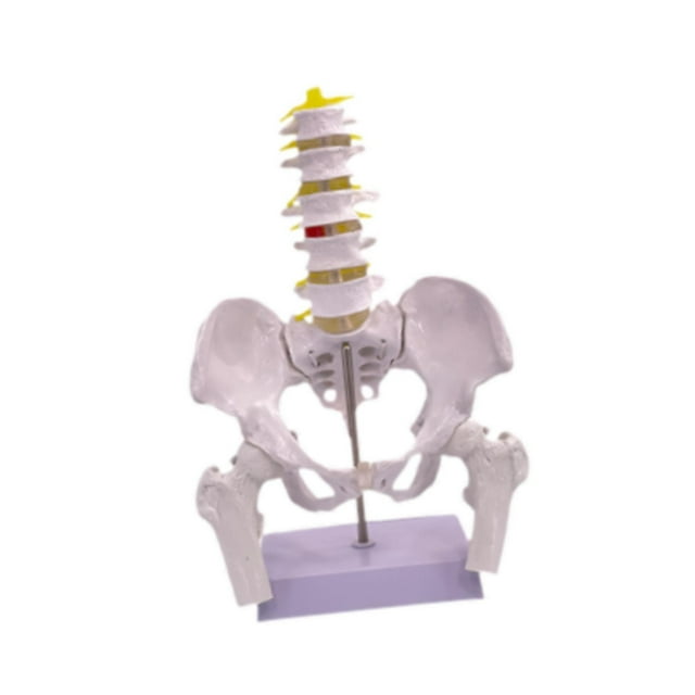 Yinanstore Female Pelvis Model Learning Display Medical Teaching Skeleton Medical Model Style B