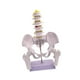 thumbnail image 1 of Modelo de pelvis femenina, equipo educativo práctico profesional, esqueleto femenino. Estilo B, 1 of 9