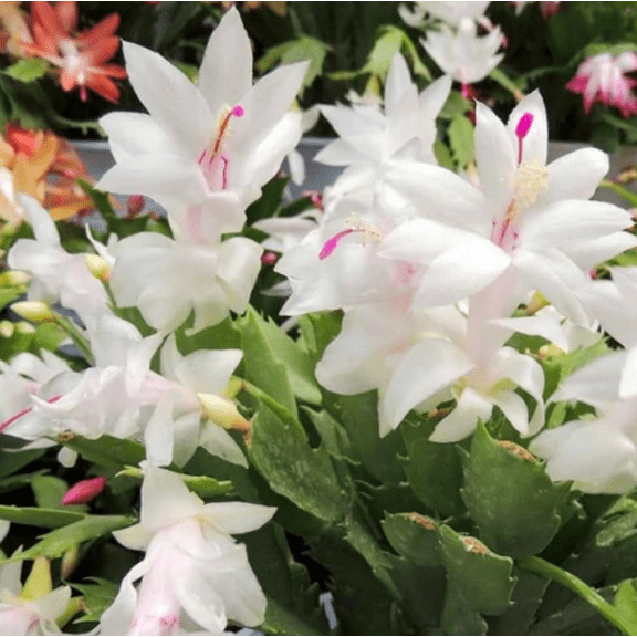 White Thanksgiving Cactus Plant Live for Planting, Holiday Cactus Flower Schlumbergera Succulent Plant for Indoor Outdoor 4-7" Tall in 2 Inch Pot