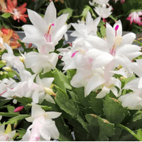 White Thanksgiving Cactus Plant Live for Planting, Holiday Cactus Flower Schlumbergera Succulent Plant for Indoor Outdoor 4-7" Tall in 2 Inch Pot