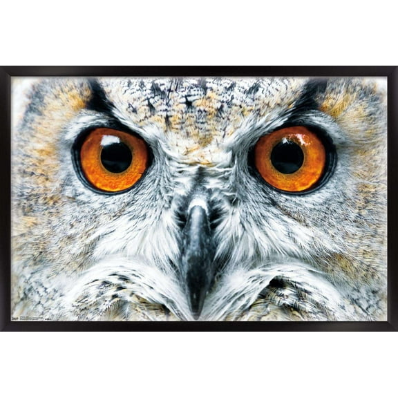 Owl - Close Wall Poster, 14.725" x 22.375", Framed