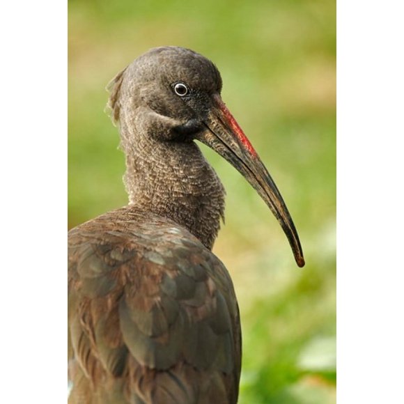Hadada Ibis bird, Samburu National Reserve, Kenya Poster Print by Adam Jones (23 x 35)