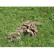 Tomcat Mole Trap, Innovative and Effective Mole Remover Trap Kills Without Drawing Blood, 1 Trap