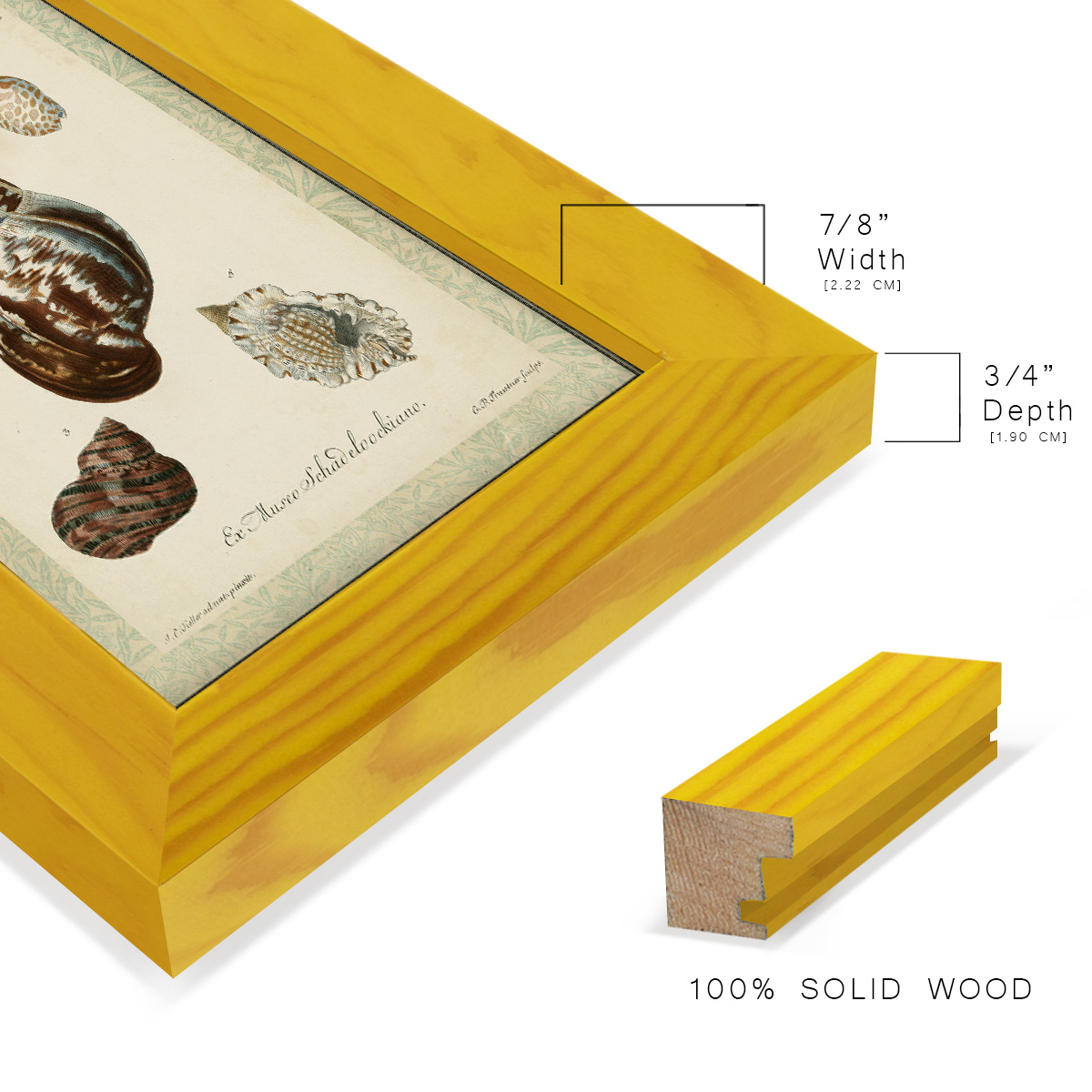 Bookplate Shells VII - Framed Print w/glass - Sunflower Yellow