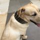 thumbnail image 4 of Collar de perro de cuero con tachuelas afiladas de 3 "para entrenamiento, deportes, caminar, mediano, grande, extragrande, para Pitbull, Labrador, Boxer L, 4 of 4