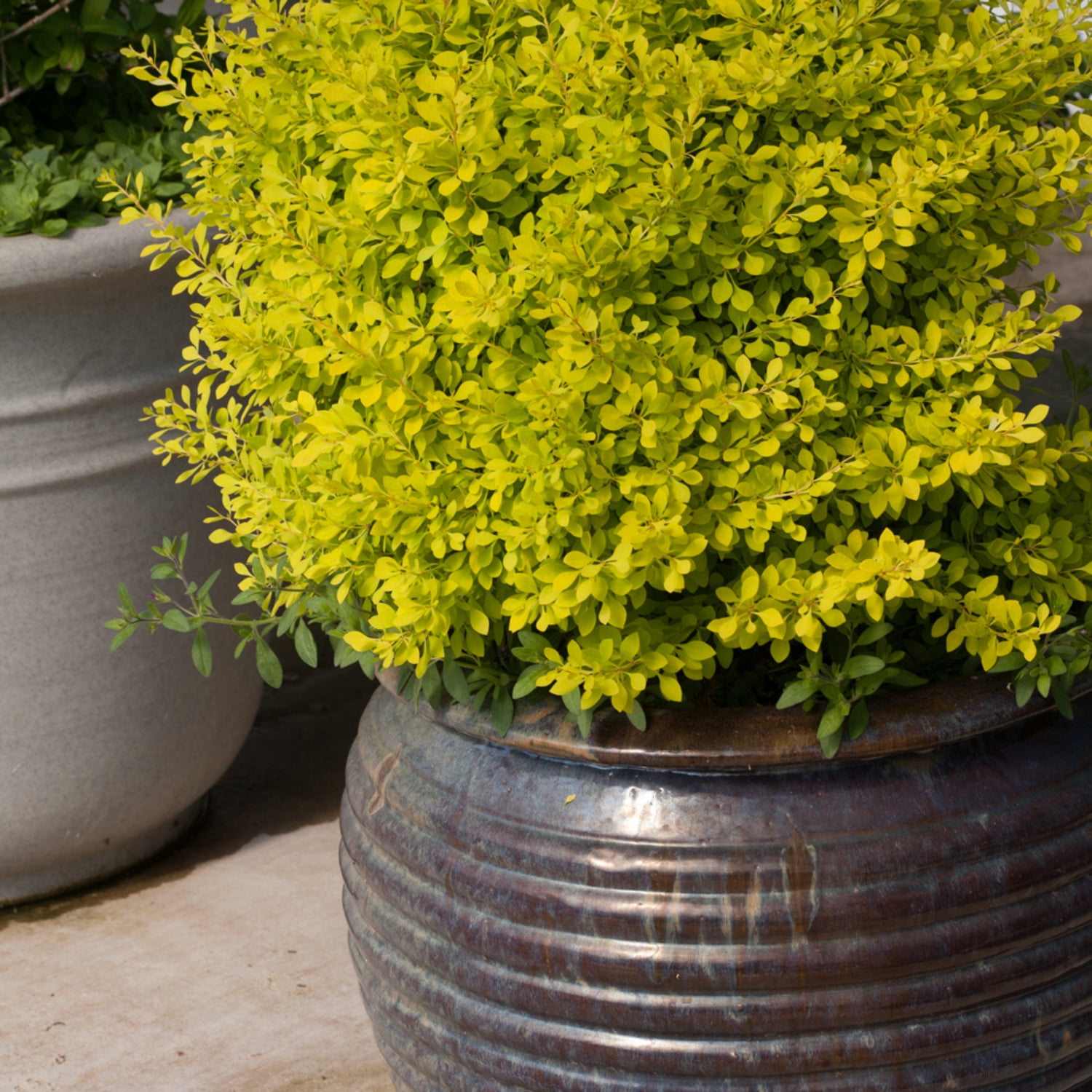 Proven Winners ColorChoice 5" Yellow Sunjoy Citrus Barberry Live Plant in 4.5" Pot (4 Count)