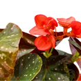 thumbnail image 4 of Harmony's Fireball Angel Wing Hybrid Cane Begonia, 6 inch, Compact Leaves Orange Flowers, 4 of 4
