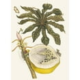 thumbnail image 2 of Maria Sibylla Merian 19x24 Black Ornate Framed Double Matted Museum Art Print Titled: Load Papaya (1705), 2 of 5