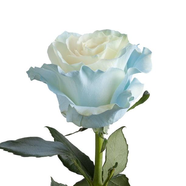 Painted Light Blue Roses 50 cm - Fresh Cut - 50 Stems 