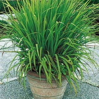 35 Seeds Mosquito Repelling Lemon Grass Plant (Best Way To Plant Grass Seed In Sandy Soil)