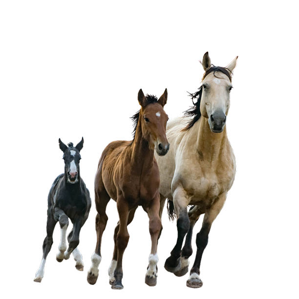 Mare Colt Horses Cutout Running Isolated Foals-20 Inch By 30 Inch