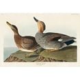 thumbnail image 2 of Audubon, John James 18x14 White Modern Wood Framed Museum Art Print Titled - Gadwall Duck, 2 of 4